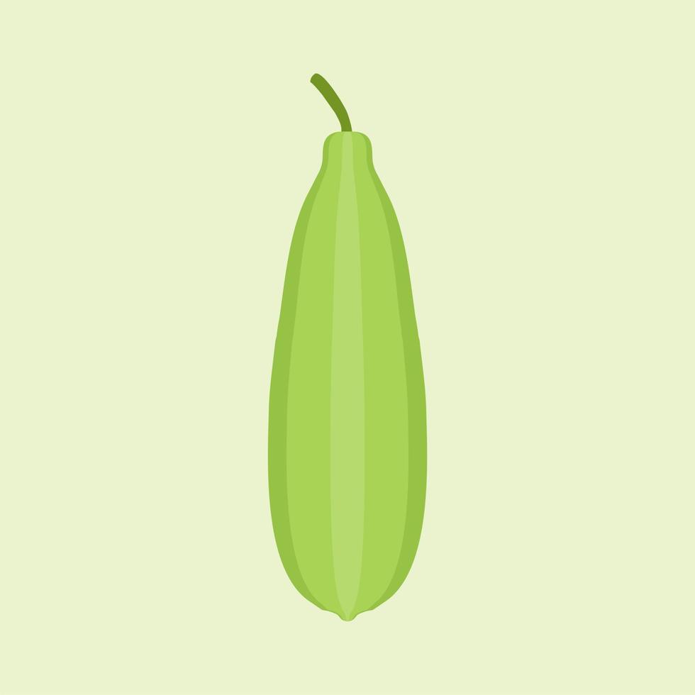 luffa flat design vector illustration. Loofah Luffa acutangula, or sponge gourd, vegan plant. Hand drawn botanical vector illustration. Loffa vegetarian plant. Vegetable vector illustration