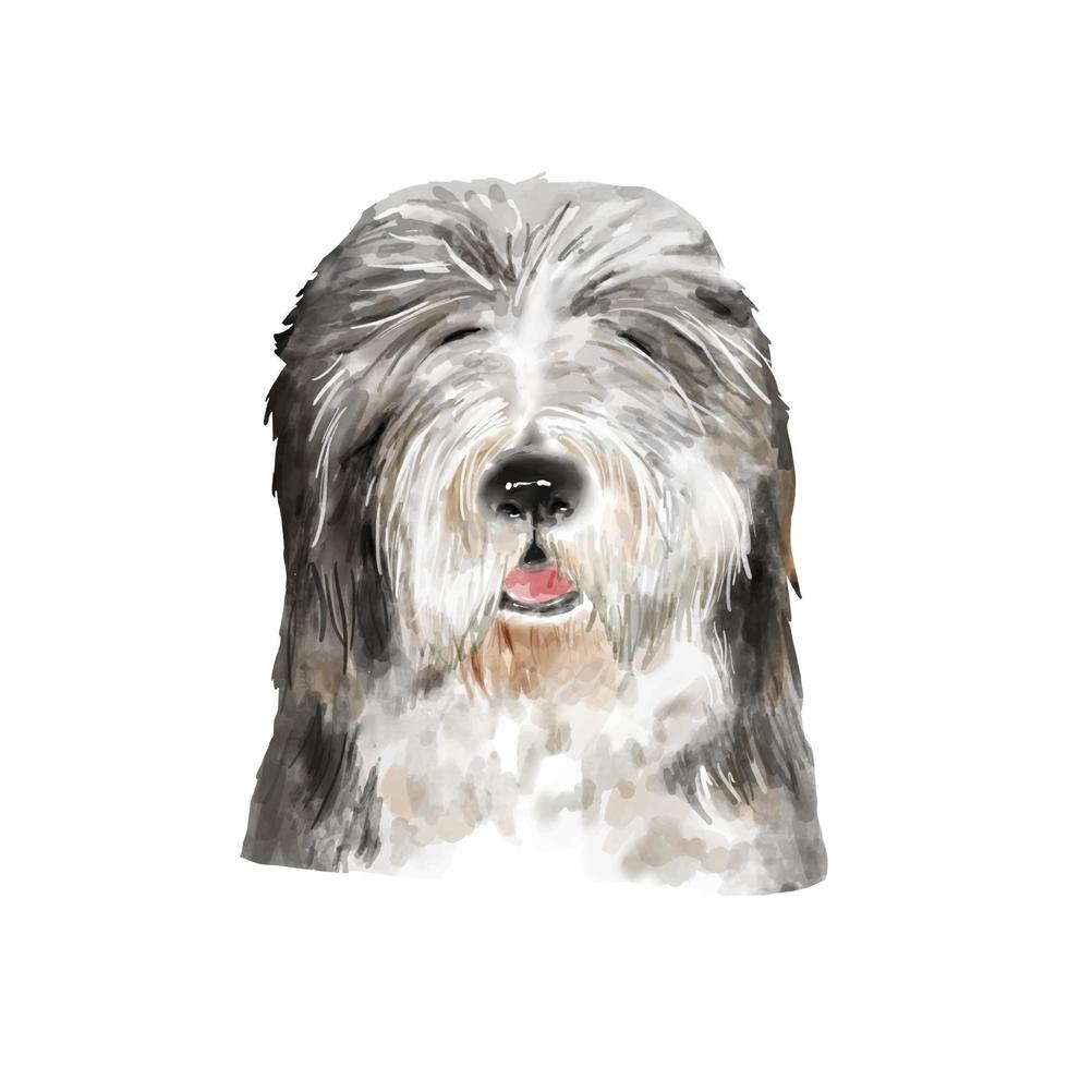 Dog Bearded Collie watercolor painting. Adorable puppy animal isolated on white background. Realistic cute dog portrait vector illustration