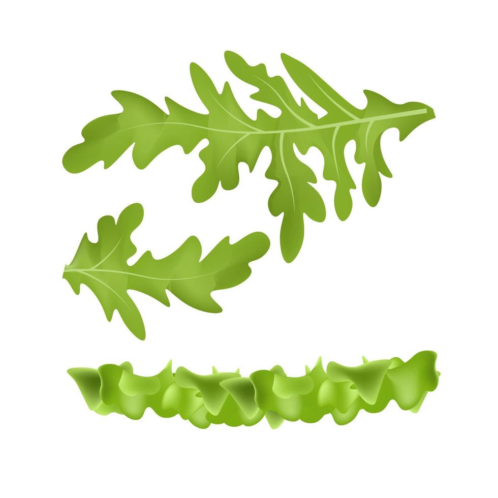 Leaf of salad for burger or sandwich Illustration of food for shops vector