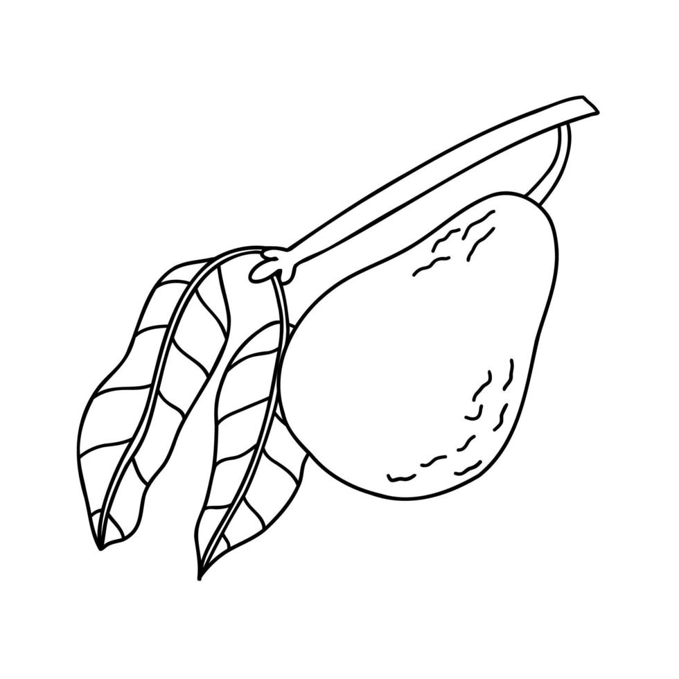 doodle avocado with branch and leaves. hand drawn vector illustration.