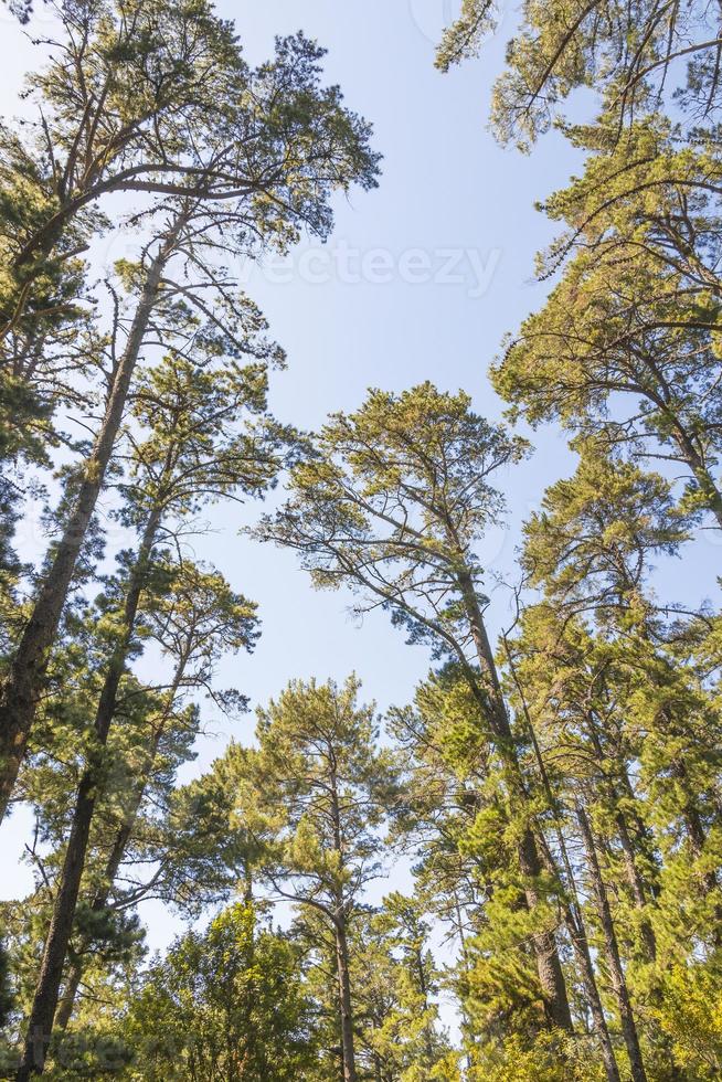 Treetops, tree trunks seen from below. Table Mountain National Parks. photo