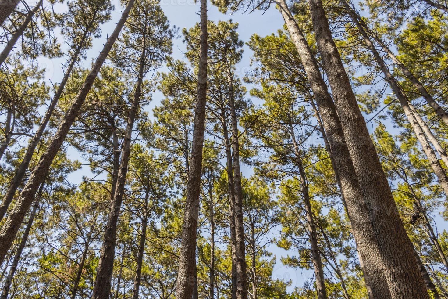 copas de los árboles, troncos de árboles vistos desde abajo. parques nacionales de la montaña de la mesa. foto