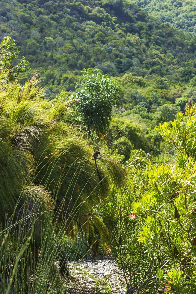 Cape Sugarbird sentado en plantas flores, kirstenbosch. foto