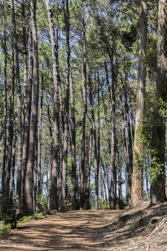 grandes árboles en el parque nacional de la montaña de la ruta de senderismo. foto