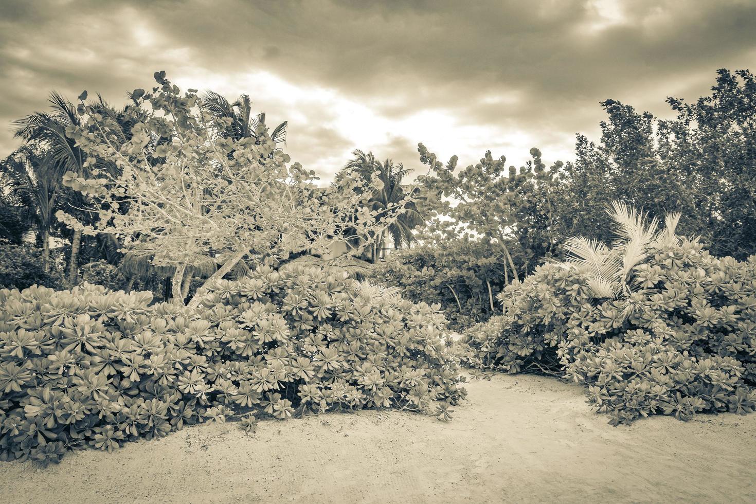 resorts y naturaleza tropical vista al paisaje holbox mexico. foto