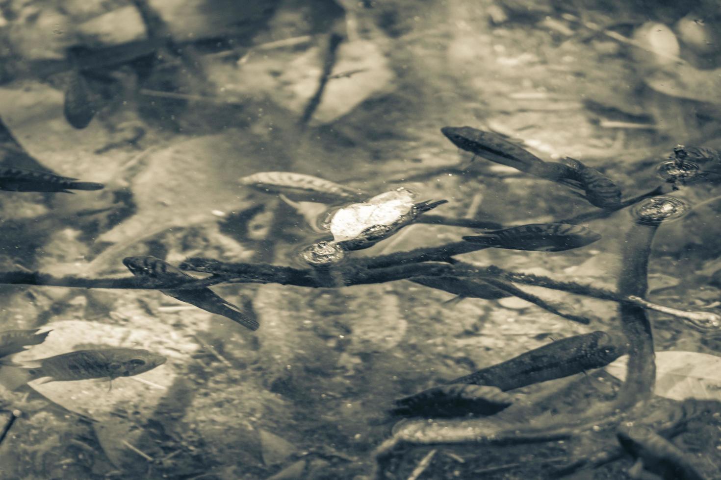 Fish and marine life in pond sump water nature Mexico. photo