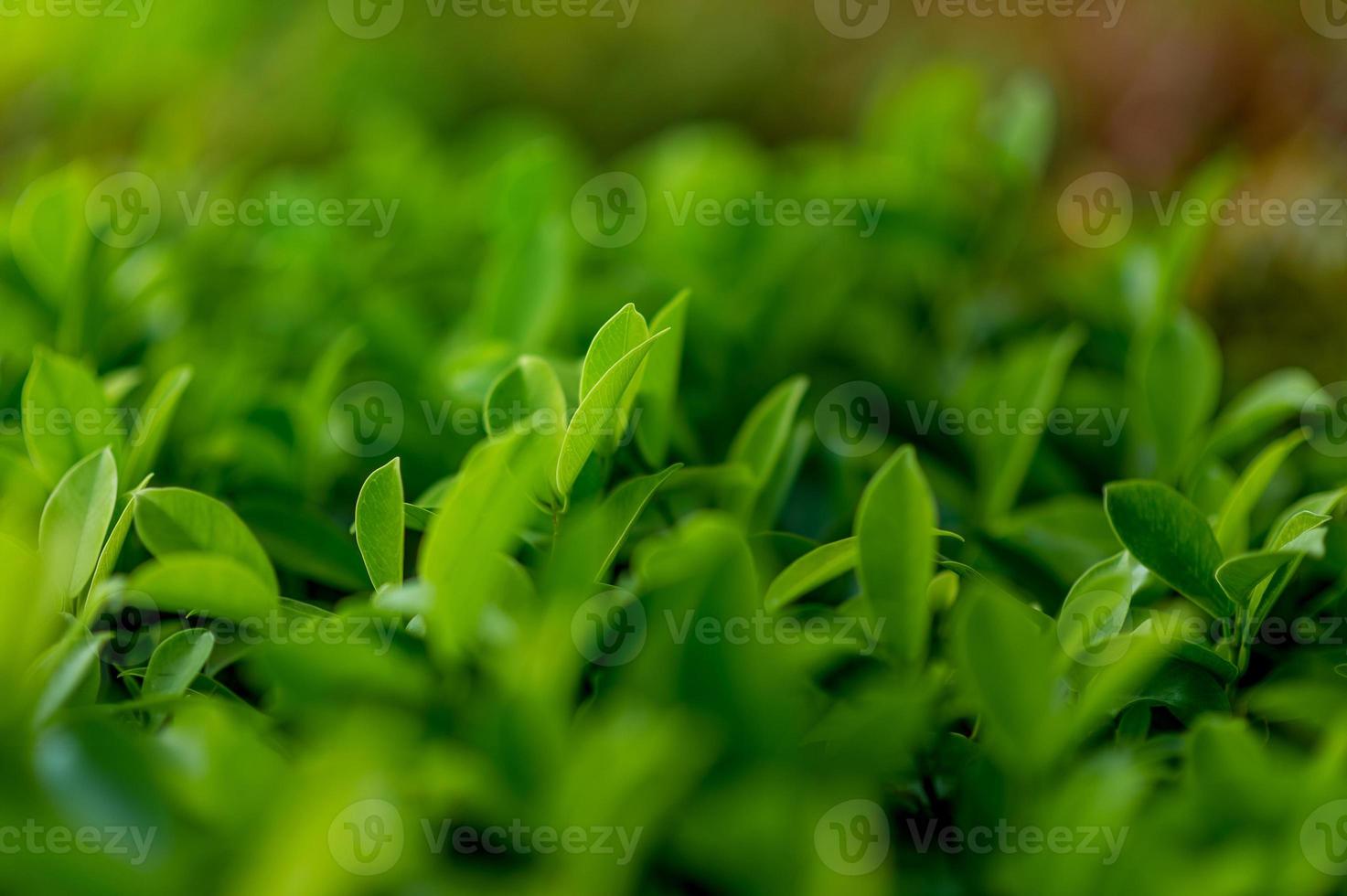 Top green tea leaves of soft tea leaves Nature travel ideas With copy space photo