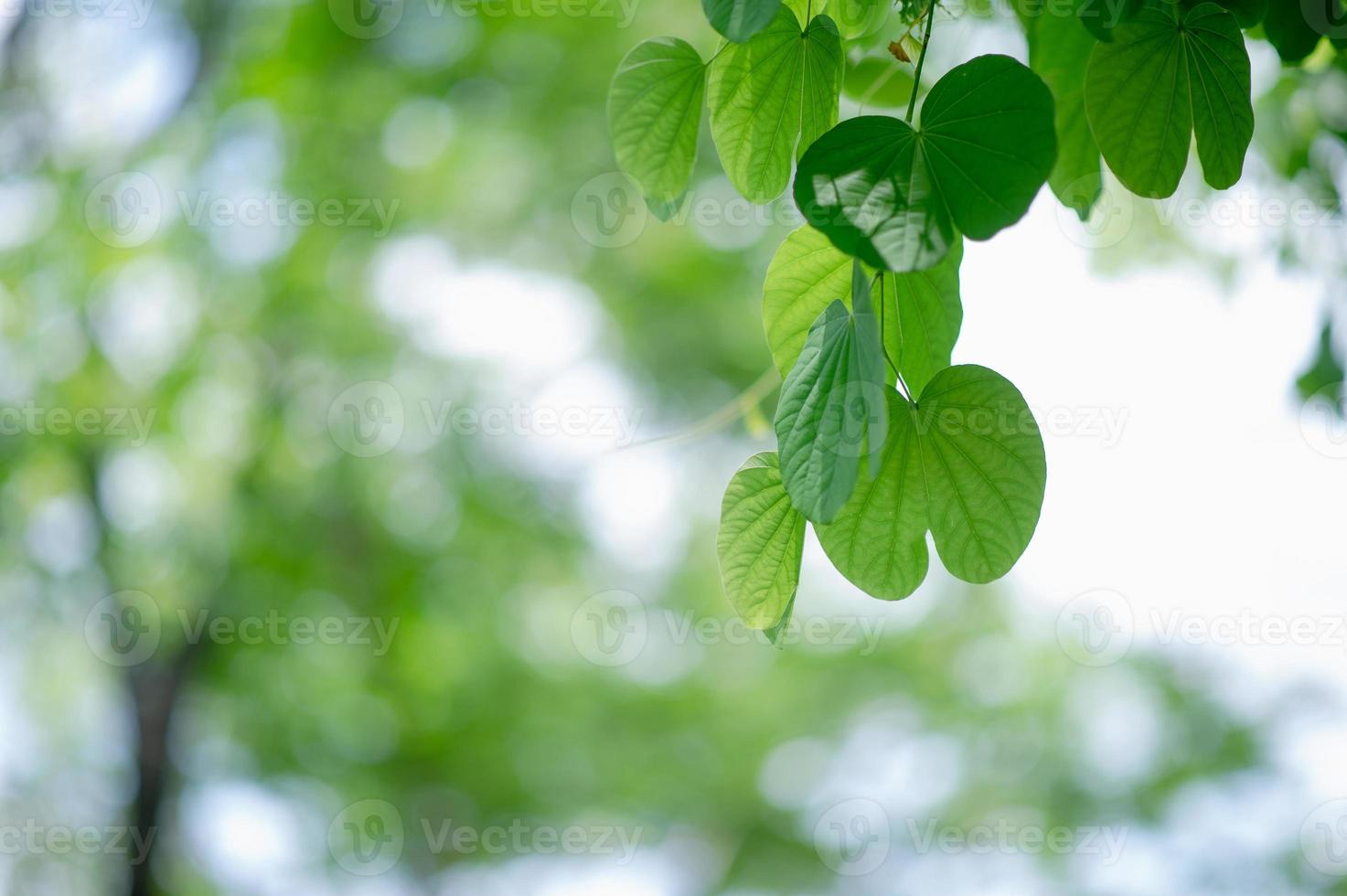 Green leaves are in the green area in the rainy season. Abundant natural concepts photo