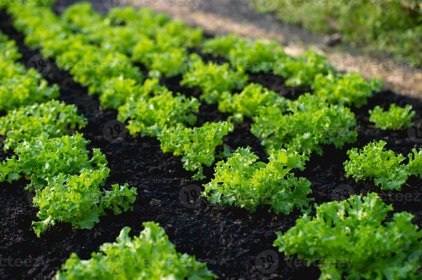 Vegetable garden from farmers without farmers Concept of vegetable garden,kitchen and non-toxic food photo