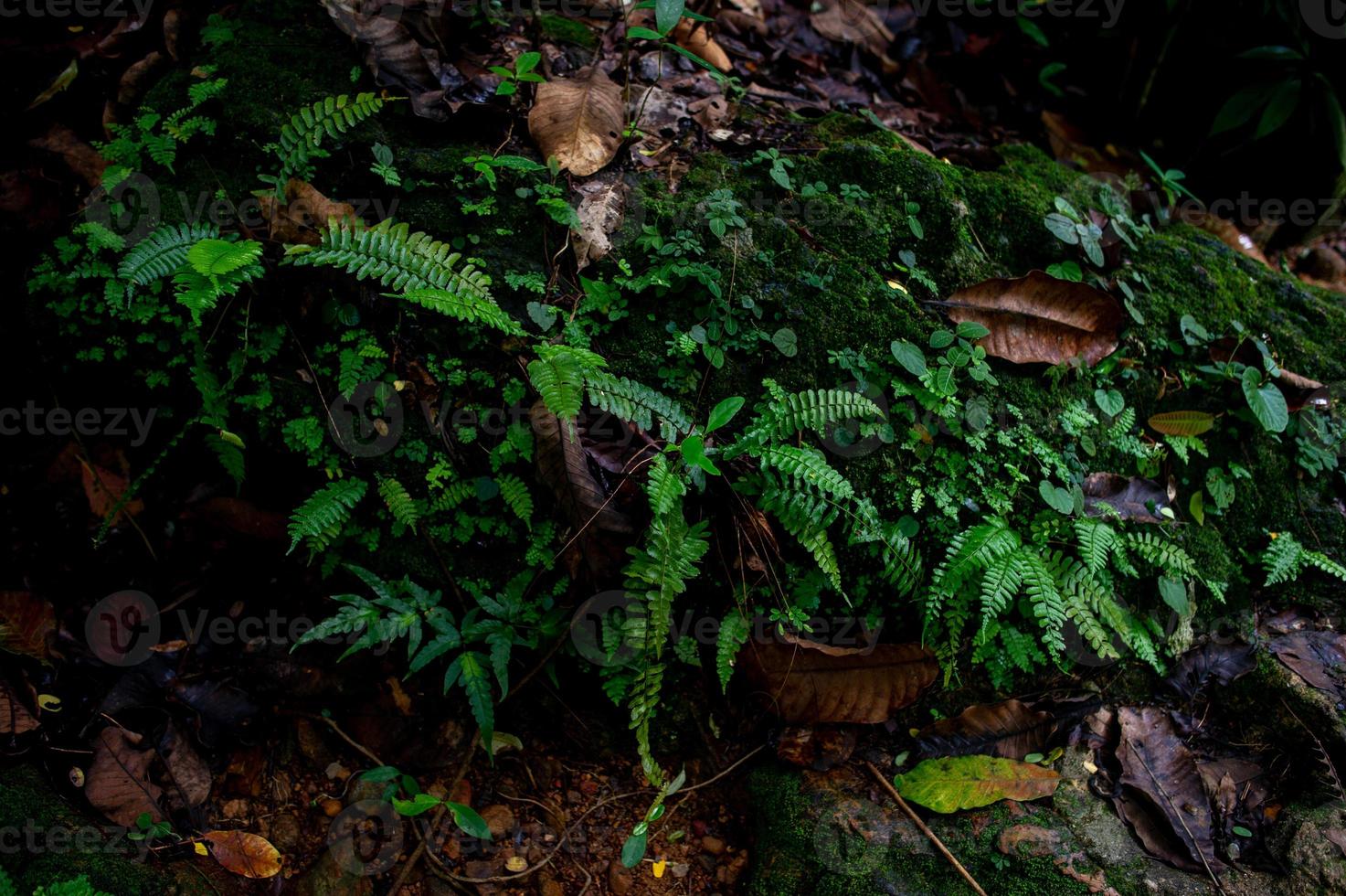 bosque verde áreas fértiles en el área forestal foto