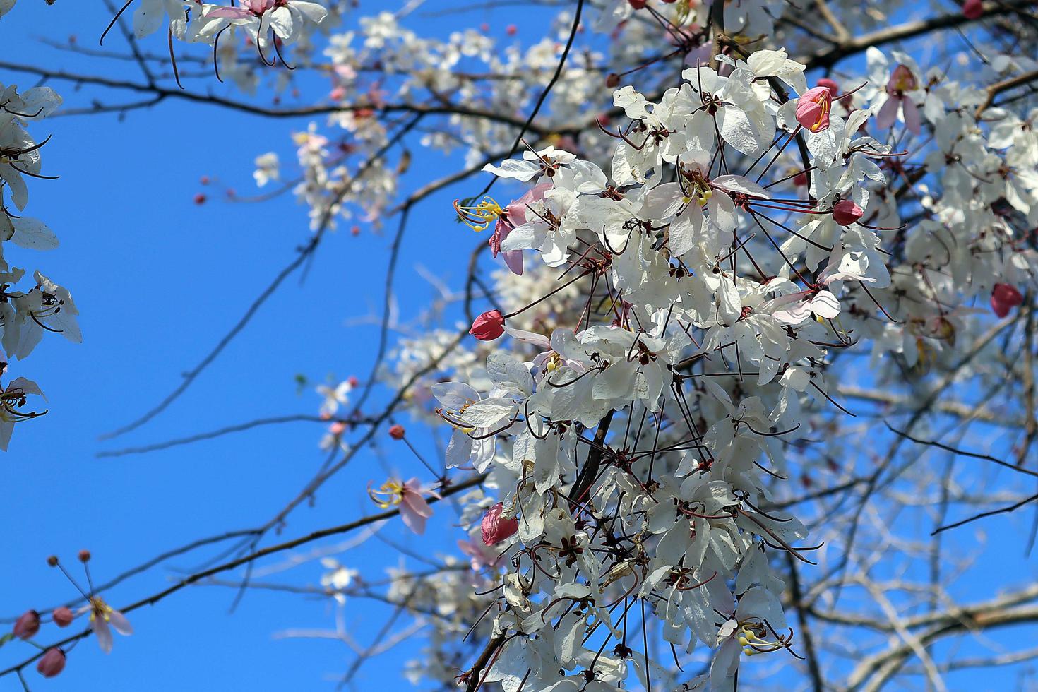 cerrar árbol de los deseos o cassia bakeriana craib flores sobre fondo de cielo azul brillante foto