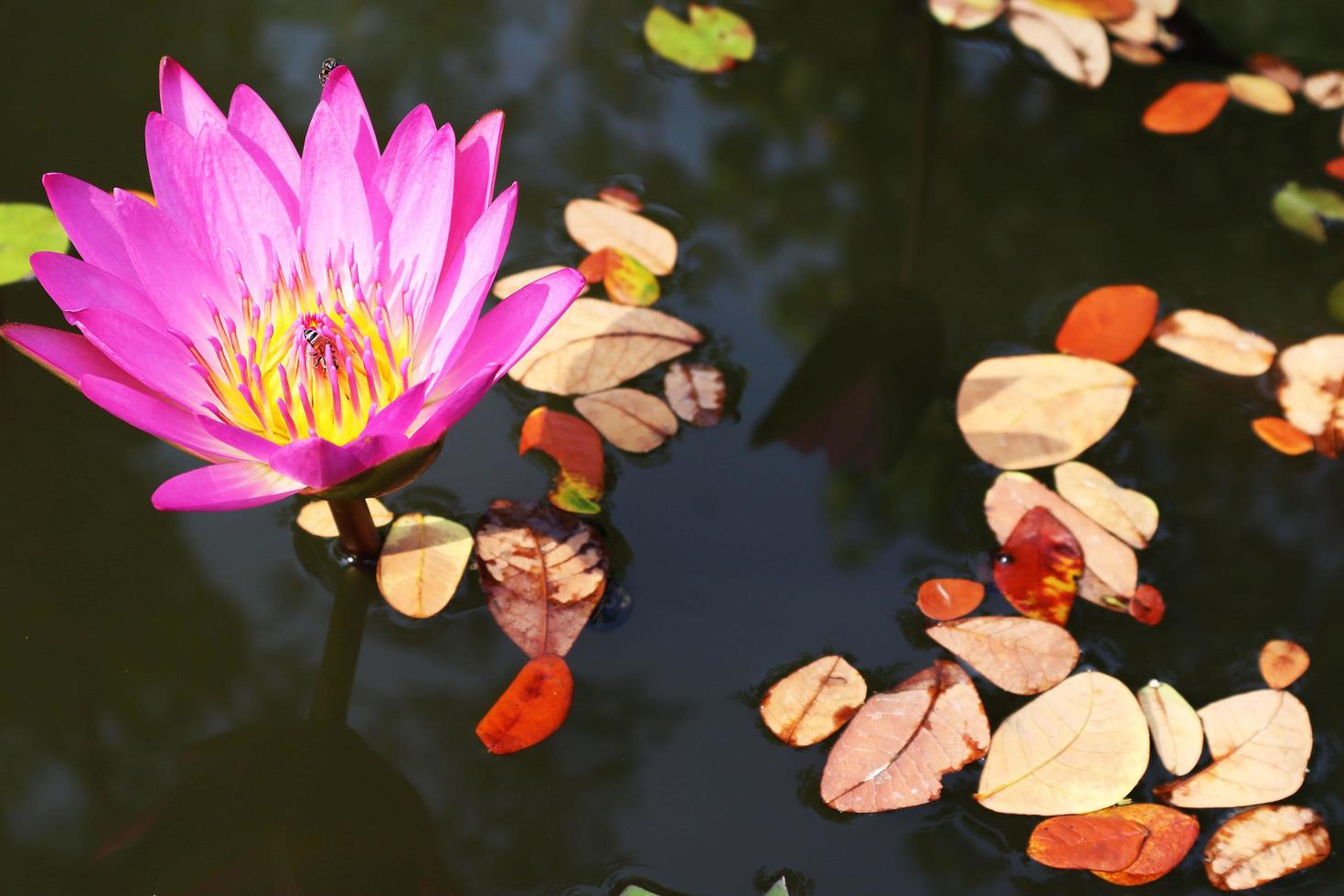 Tropical flower,pink lotus, yellow fallen and two insects on the pond. photo