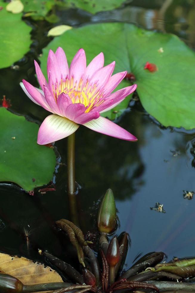 Tropical flower, Pink lotus and yellow fallen in the pond. photo