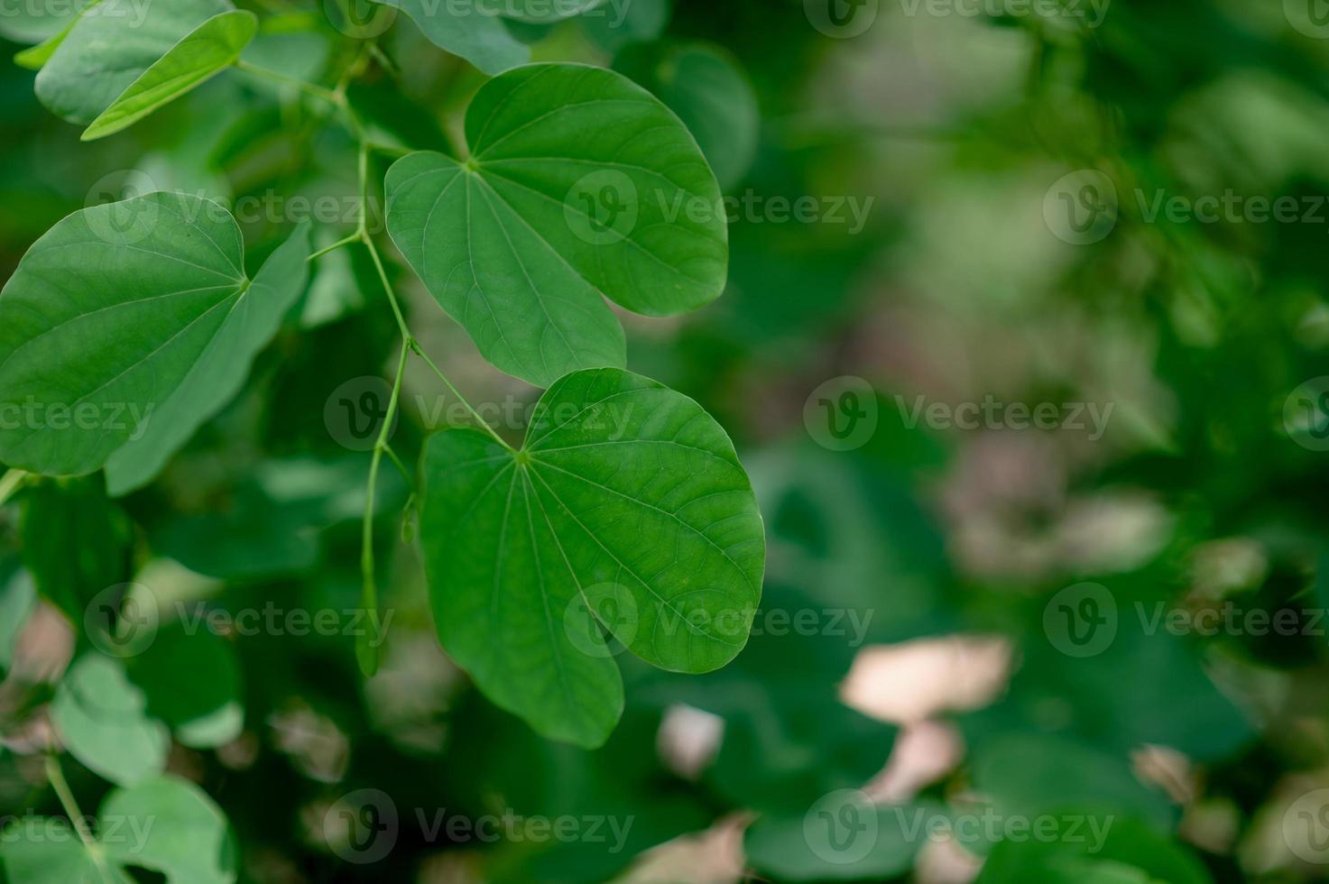 Green leaves are in the green area in the rainy season. Abundant natural concepts photo