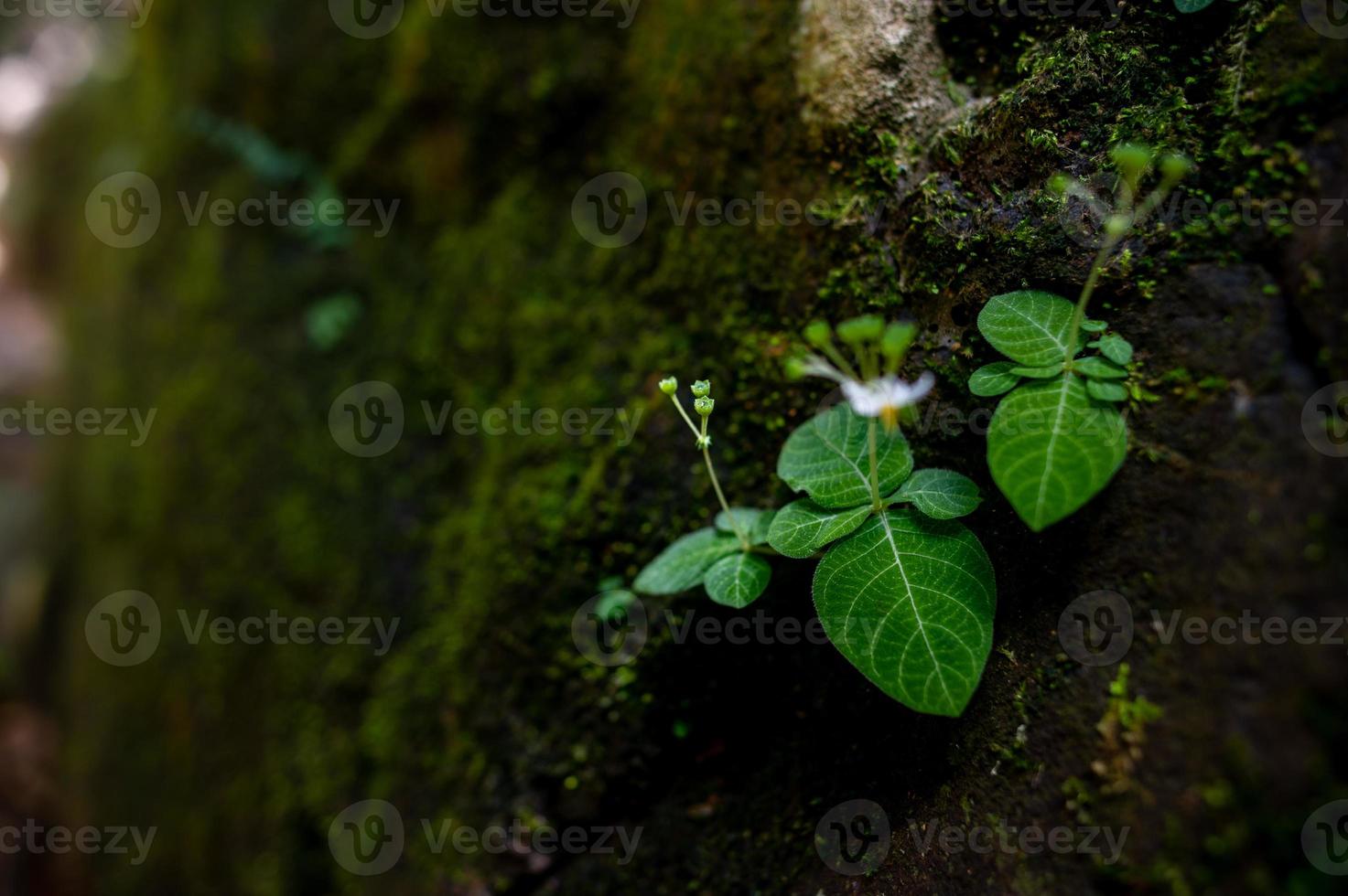 Moss and small plant species occur along the rocks. photo