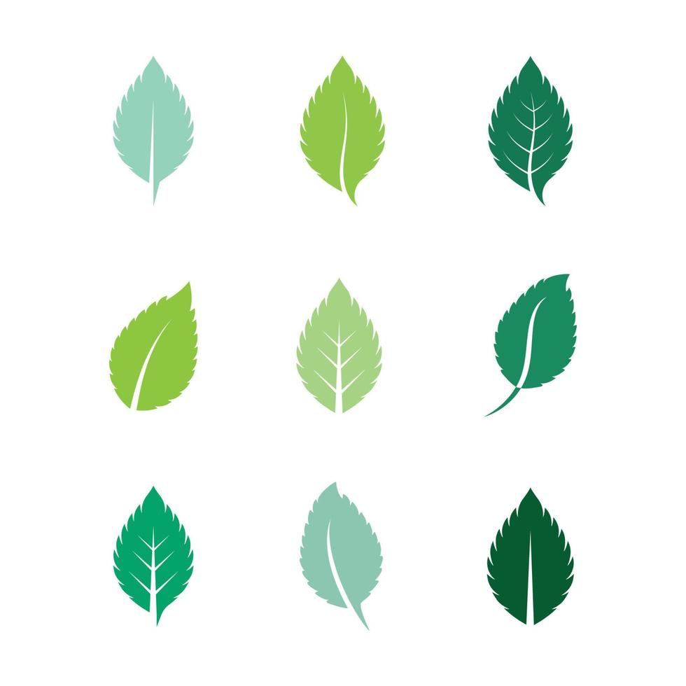 Mint leaves flat vector color icon