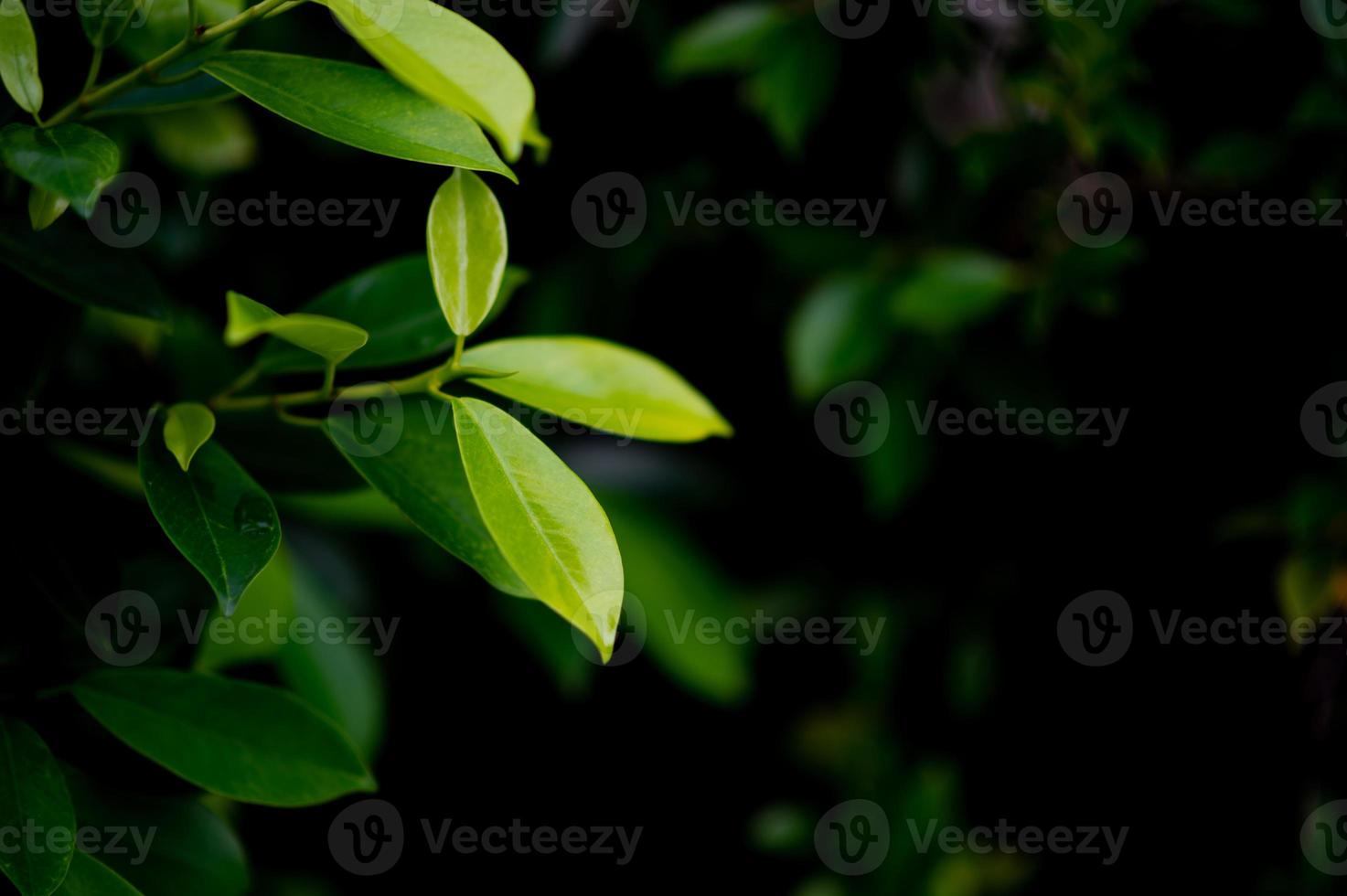 brotes frondosos verdes jóvenes de hojas hermoso, hermoso concepto natural foto