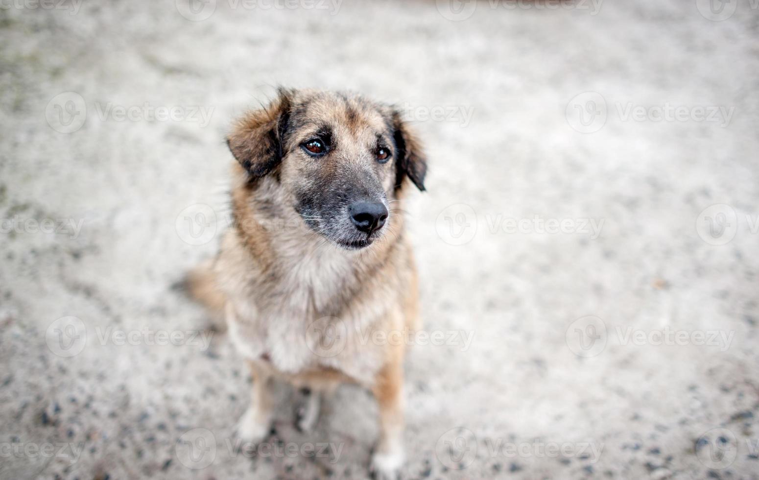 Cute little dog sitting happily. photo