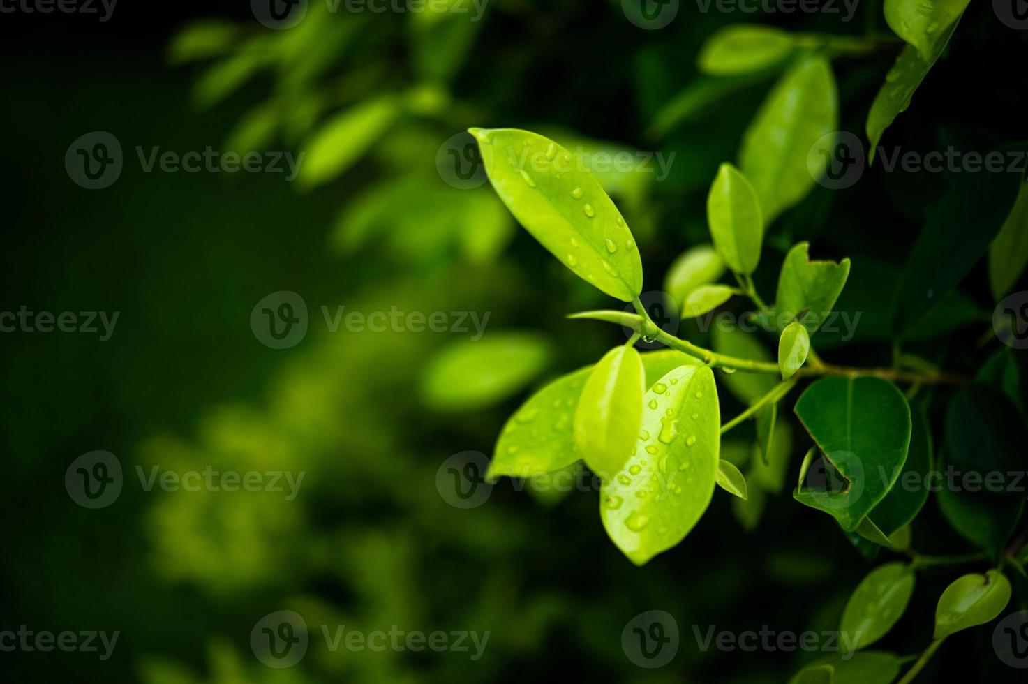 Green tea leaves, young shoots that are beautiful photo