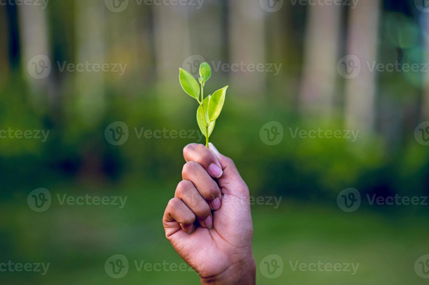 Hands and green leaves Beautiful green leafy peak photo