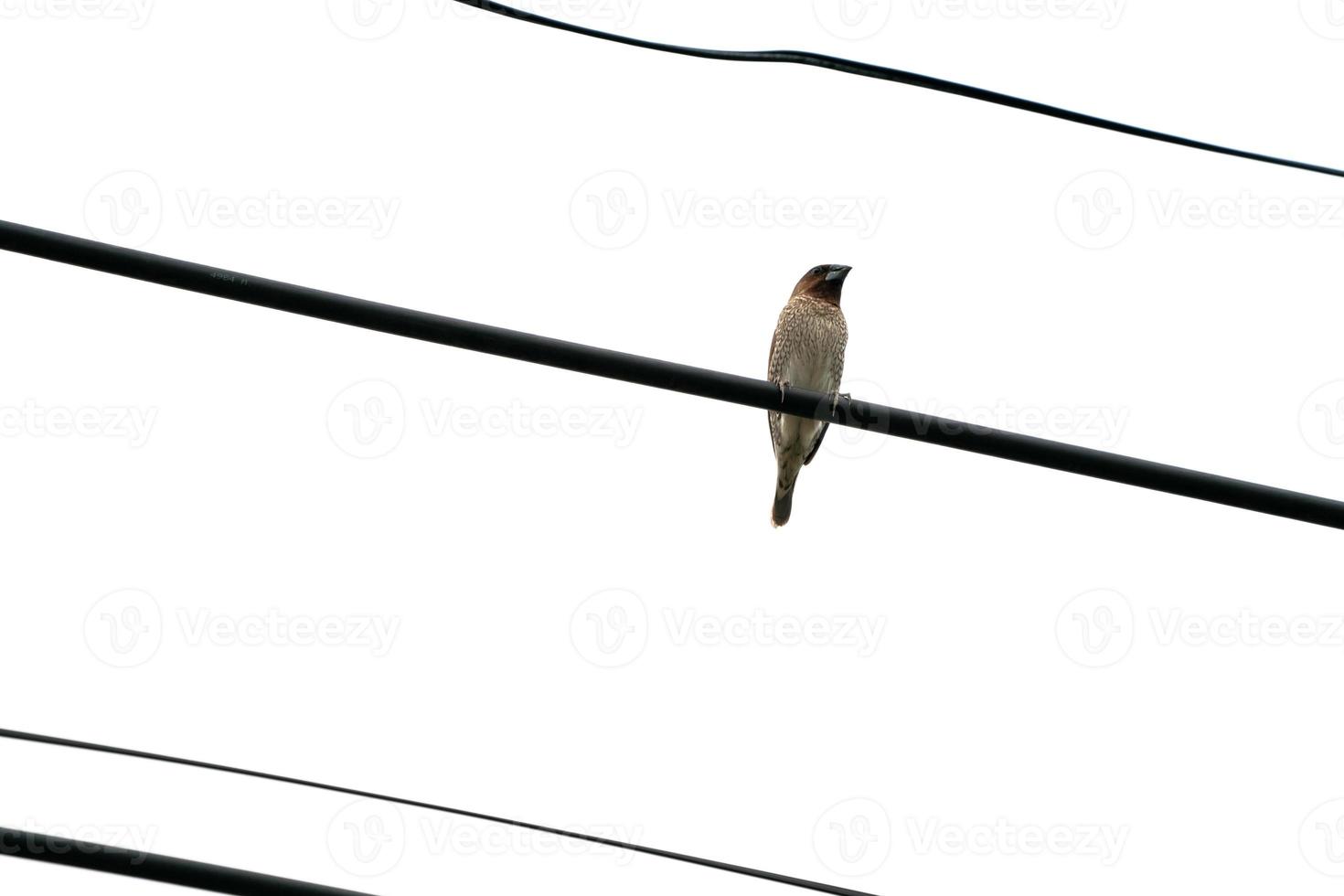 the one brown bird hangs on to electric cable alone with the open white sky. photo