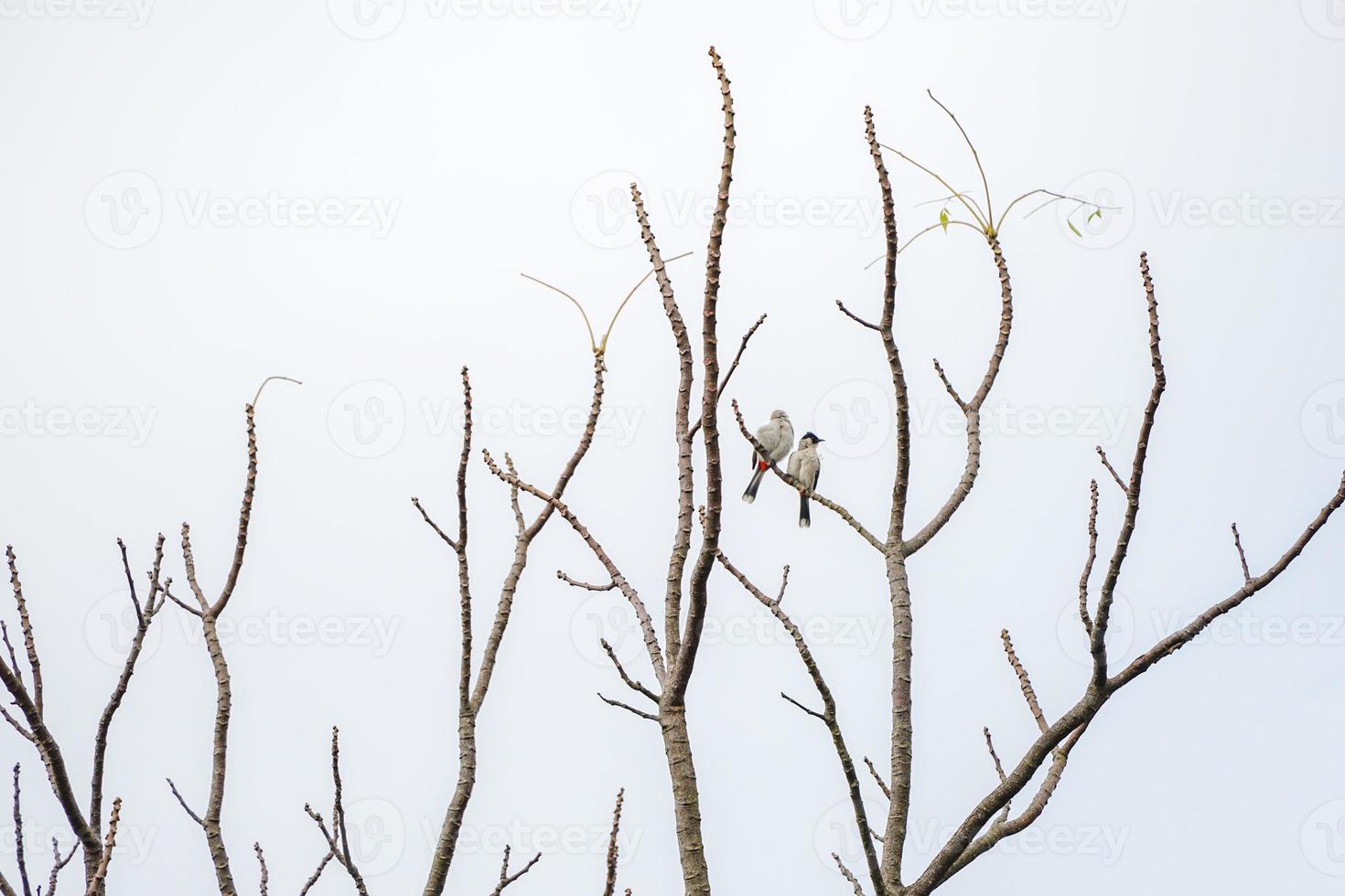 2 pájaros cuelgan de la rama de un árbol que no tiene hojas. Fondo blanco. foto