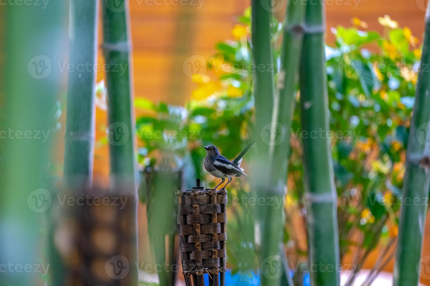black bird with white line on its wing hangs on to a wood tile torch, with bamboo around. photo