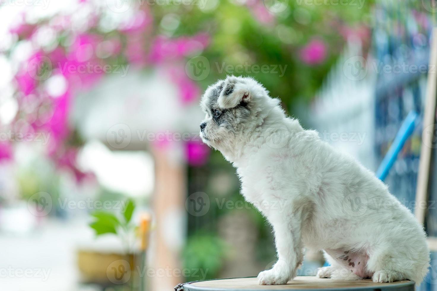 White dog picture, cute photo shoot, love dog concept