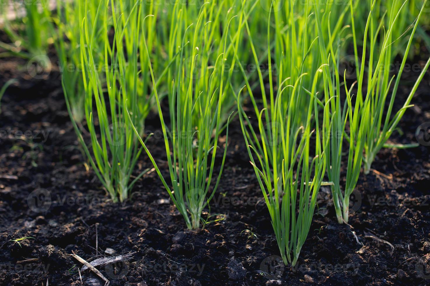 cebolla del concepto vegetal orgánico del jardín en crecimiento foto