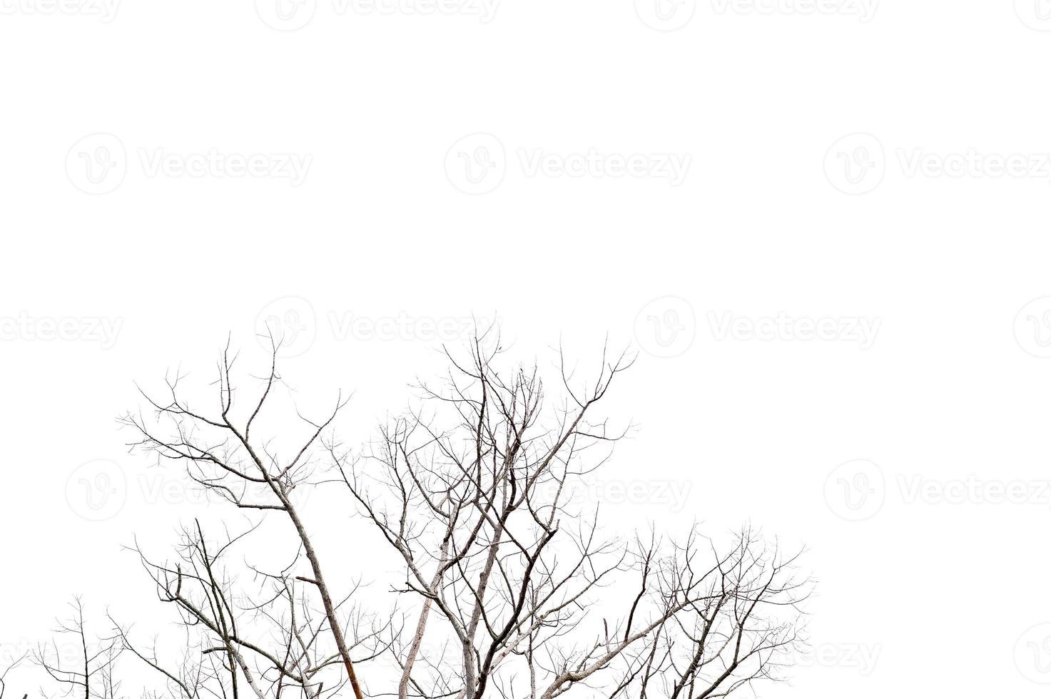 Dry twigs, dry trees on a white background Object concept photo