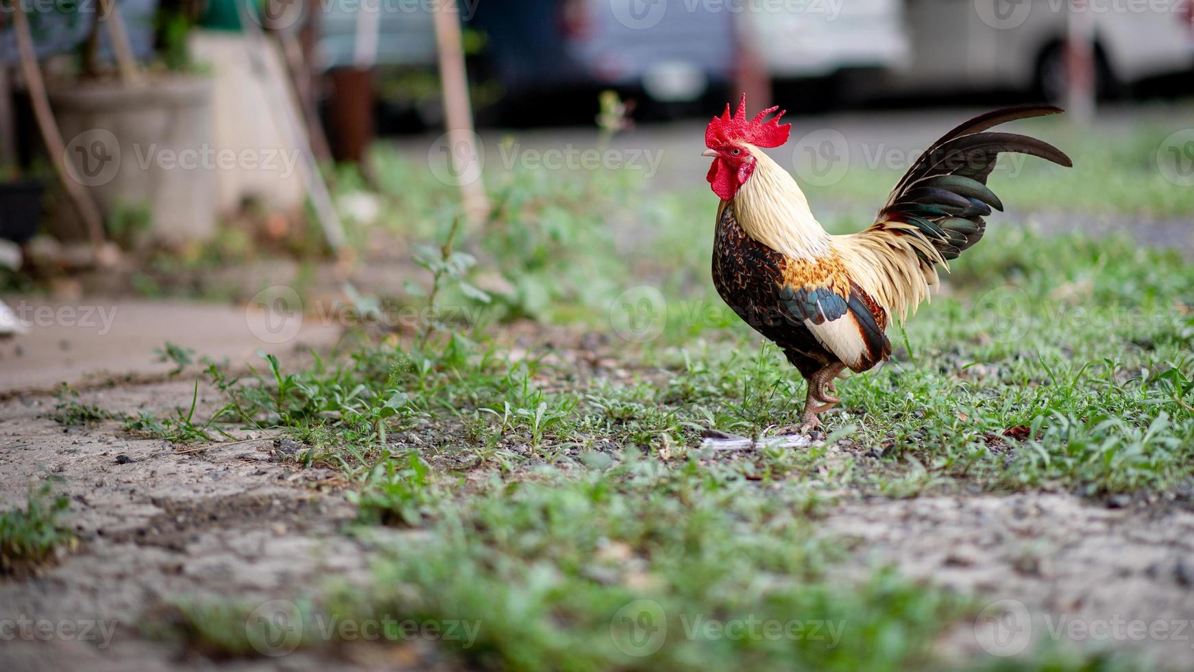 Beautiful little bantam chickens in the house Walk for food in the lawn. photo