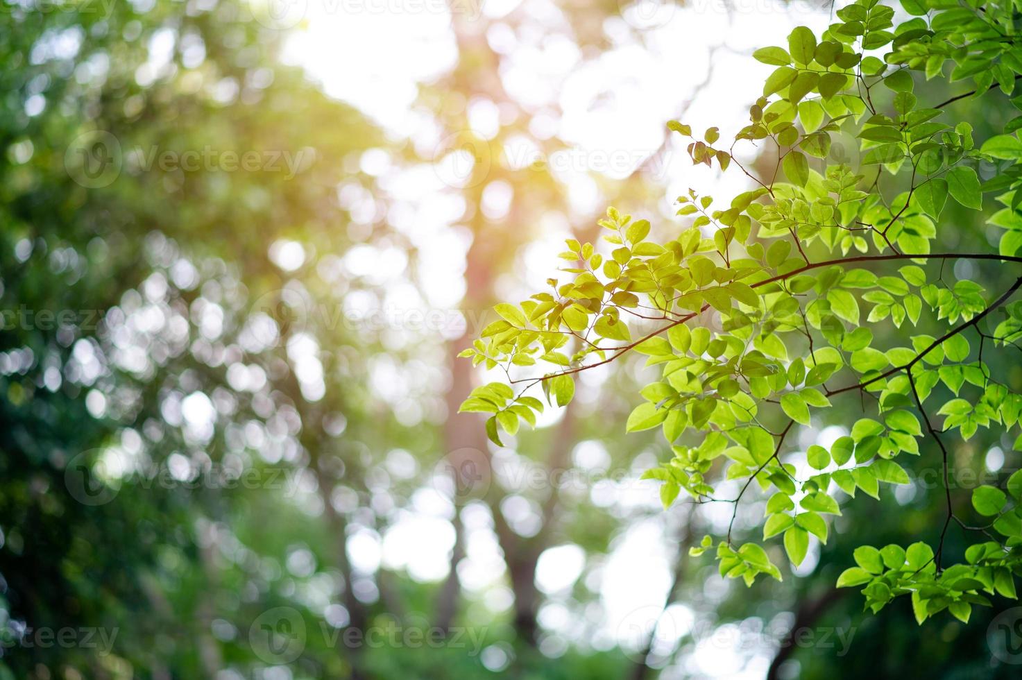 árboles y hojas verdes fértiles hay una luz que brilla en el hermoso concepto natural. foto