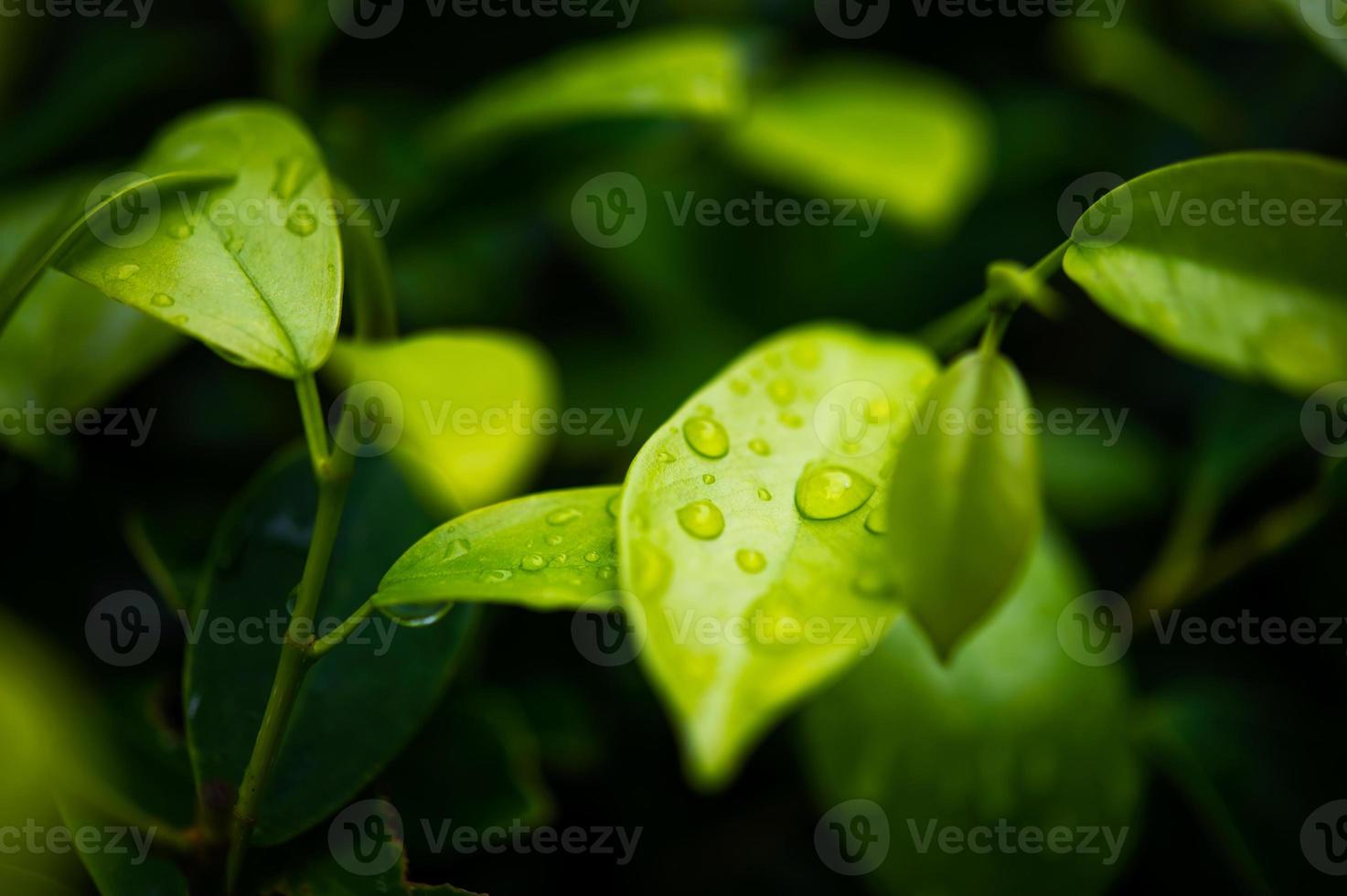 Green tea leaves, young shoots that are beautiful 6814919 Stock Photo