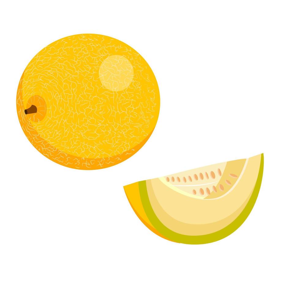 un melón, un melón amarillo redondo entero y medio melón. vector