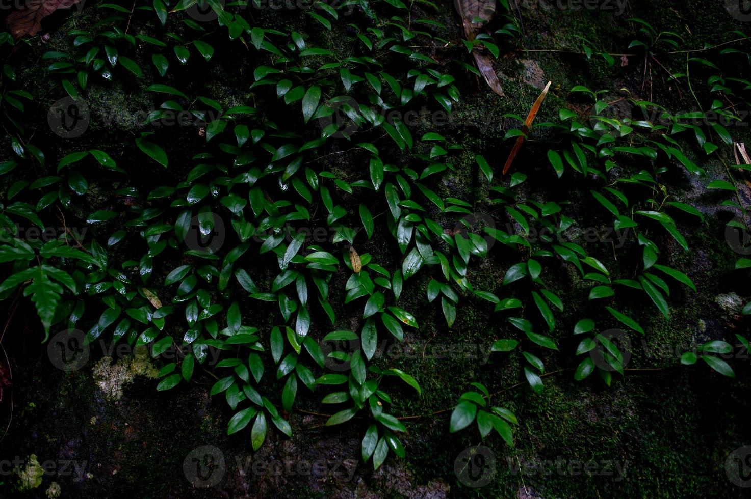 bosque verde áreas fértiles en el área forestal foto