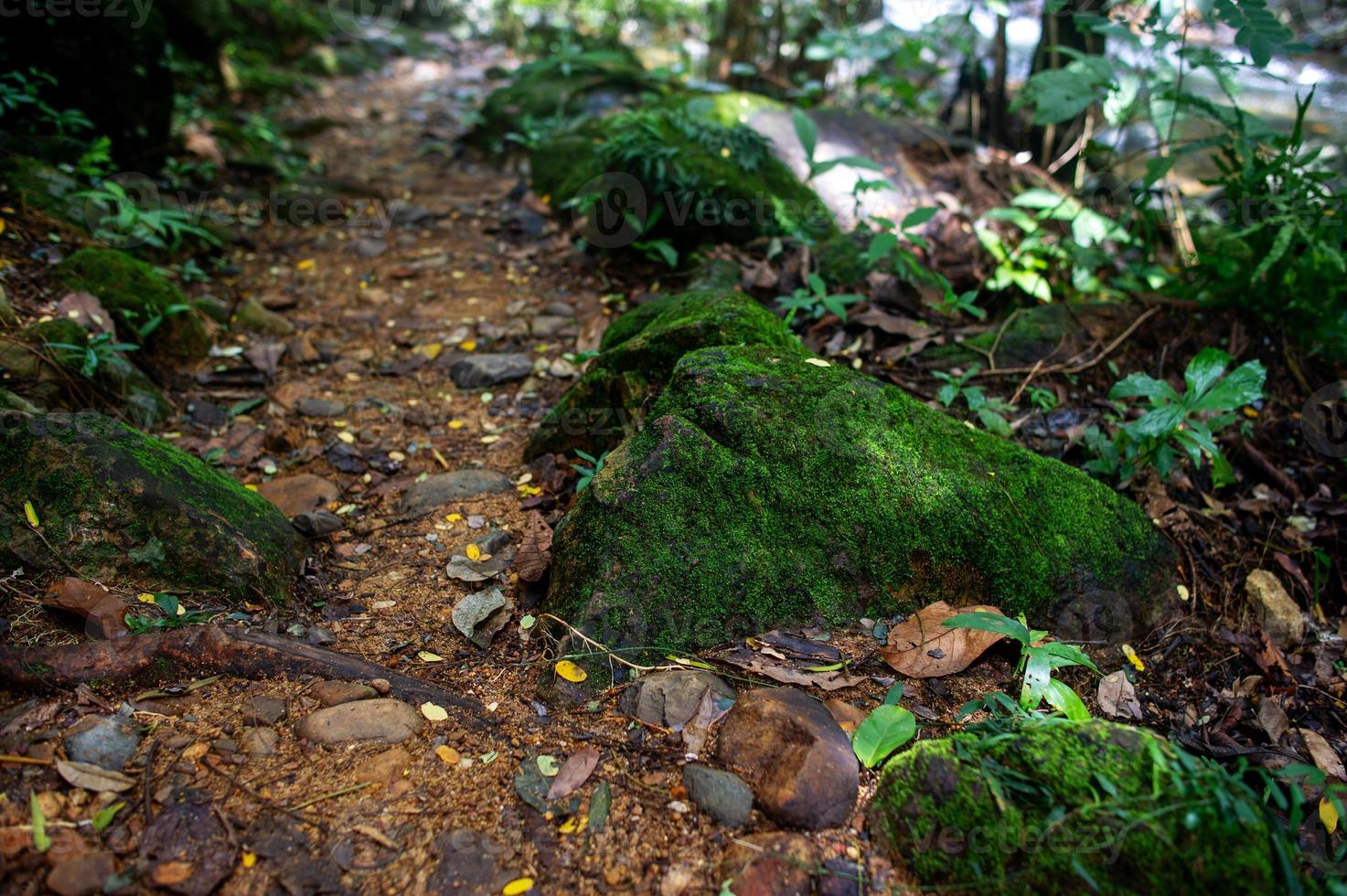 bosque verde áreas fértiles en el área forestal foto