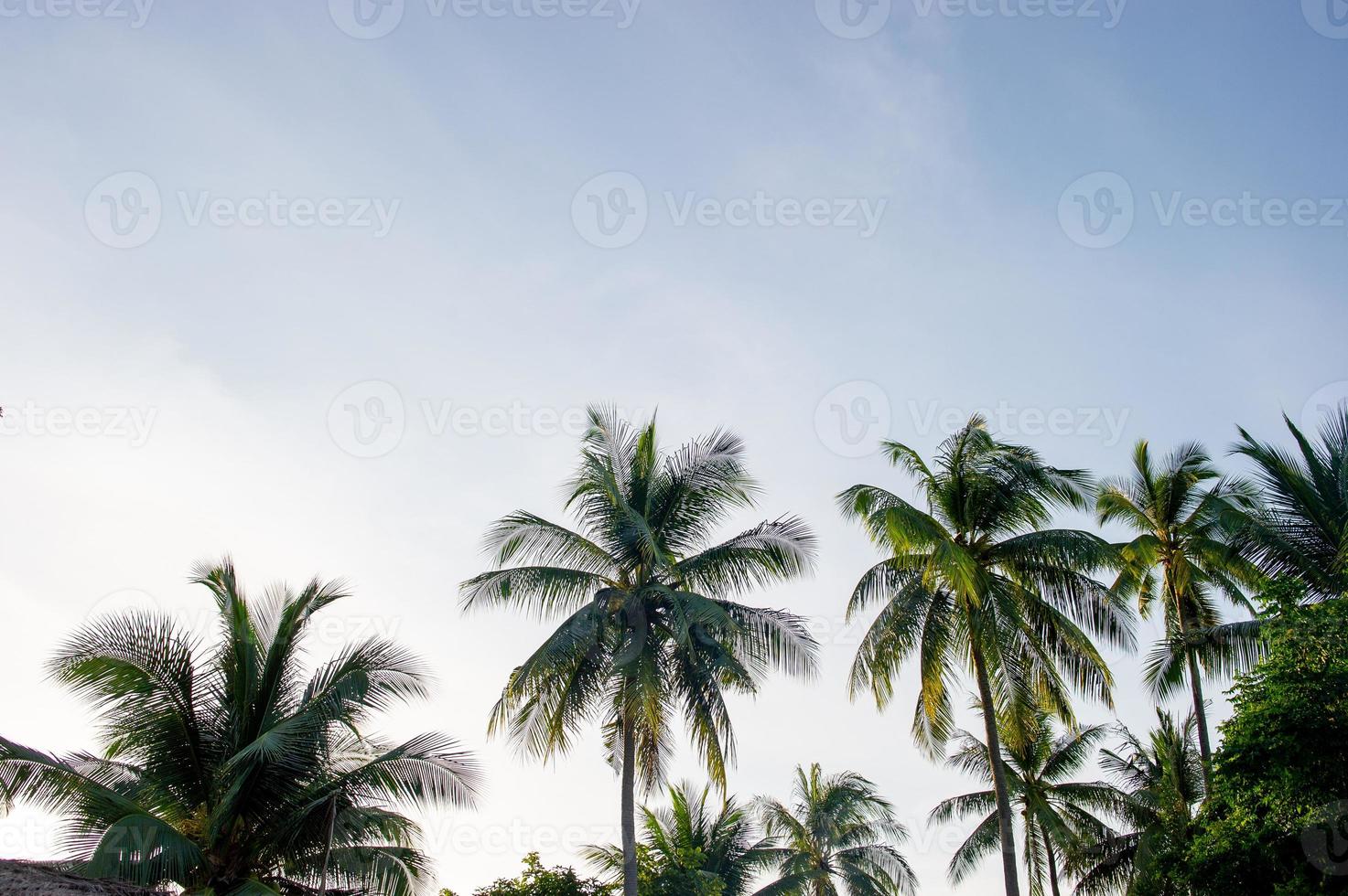 The coconut trees and the sky have beautiful clouds. photo