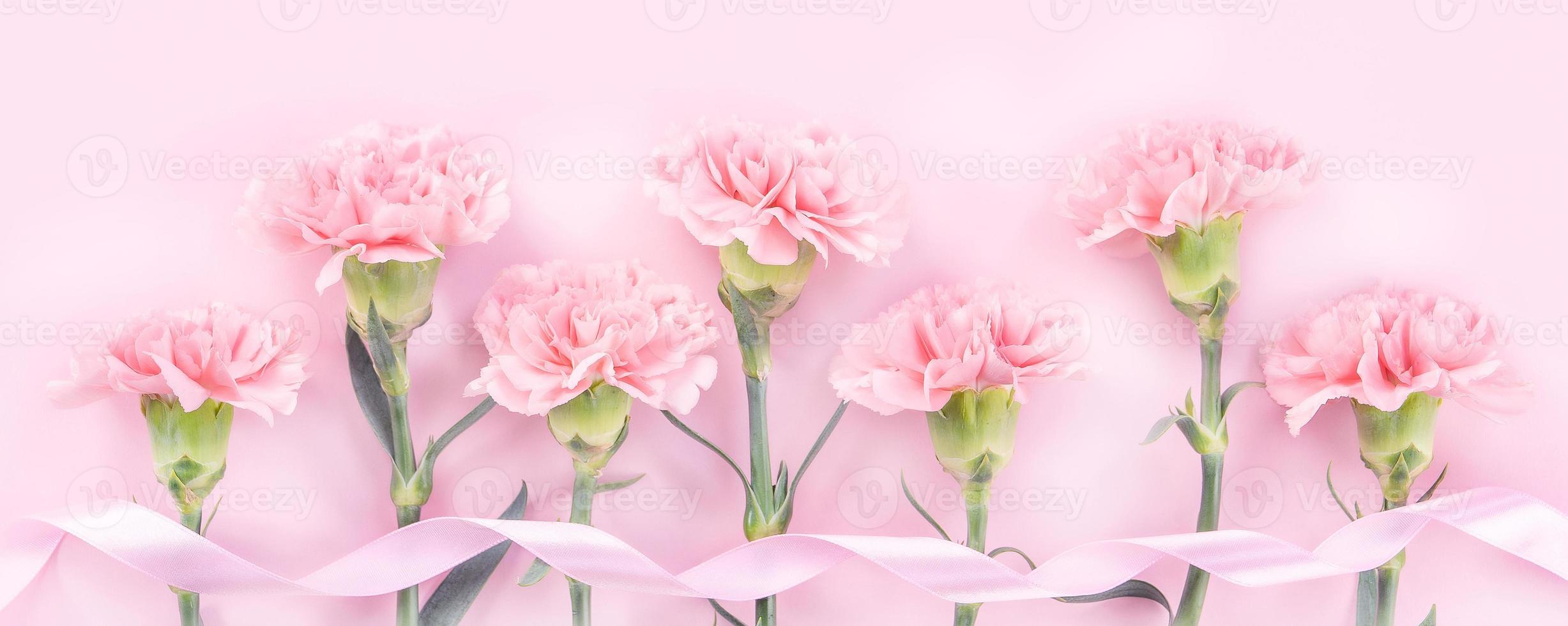 Beautiful elegance blooming baby pink color tender carnations in row isolated on bright pink background, mothers day greeting design concept,top view,flat lay,close up,copy space photo