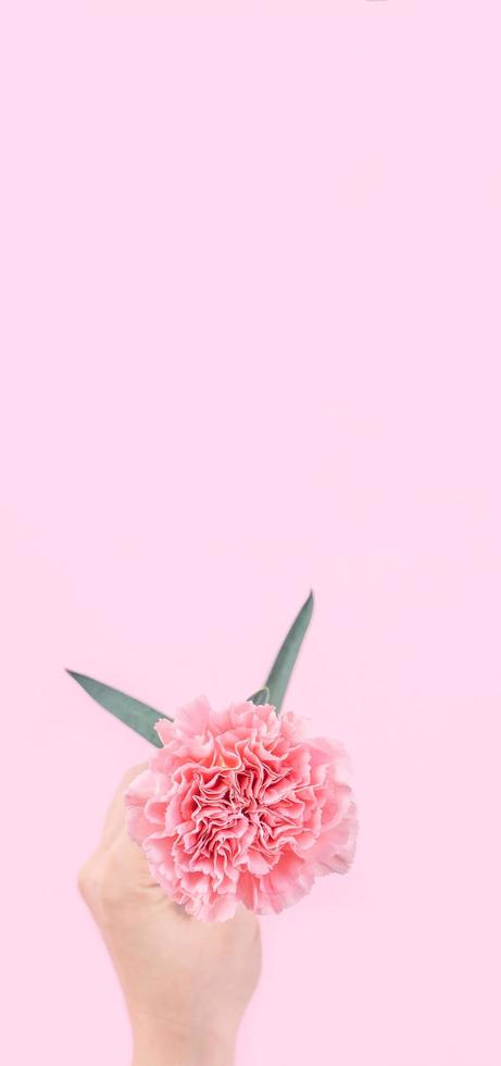 Woman giving a single elegance blooming baby pink color tender carnation isolated on bright pink background, greeting and decor design concept, top view, close up, copy space photo