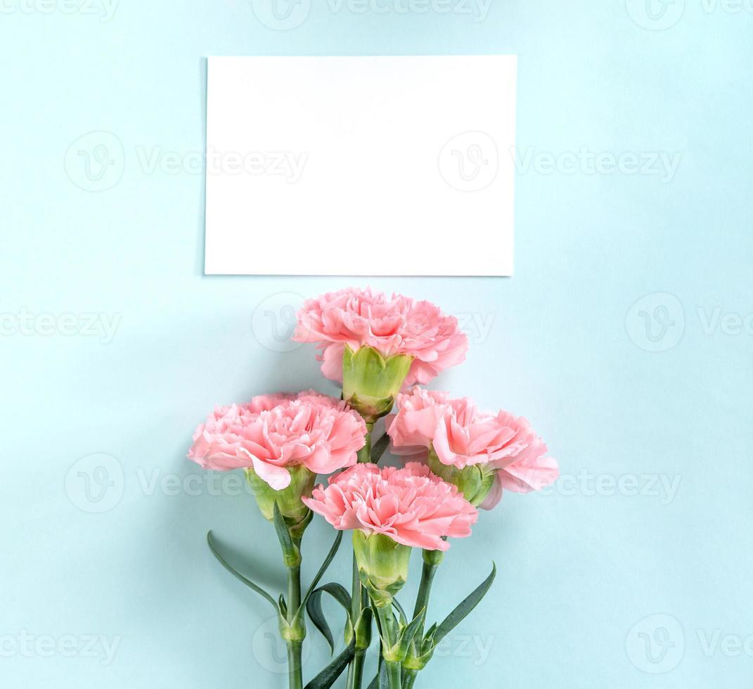 Beautiful fresh blooming baby pink color tender carnations isolated on bright blue background, mothers day thanks design concept,top view,flat lay,copy space,close up,mock up photo