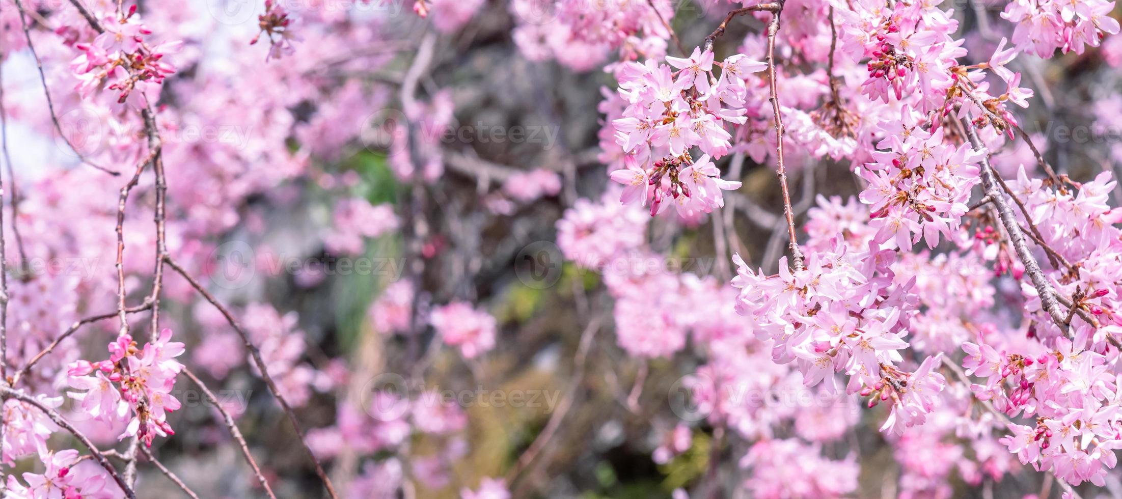 Beautiful cherry blossoms sakura tree bloom in spring in the castle park, copy space, close up, macro. photo