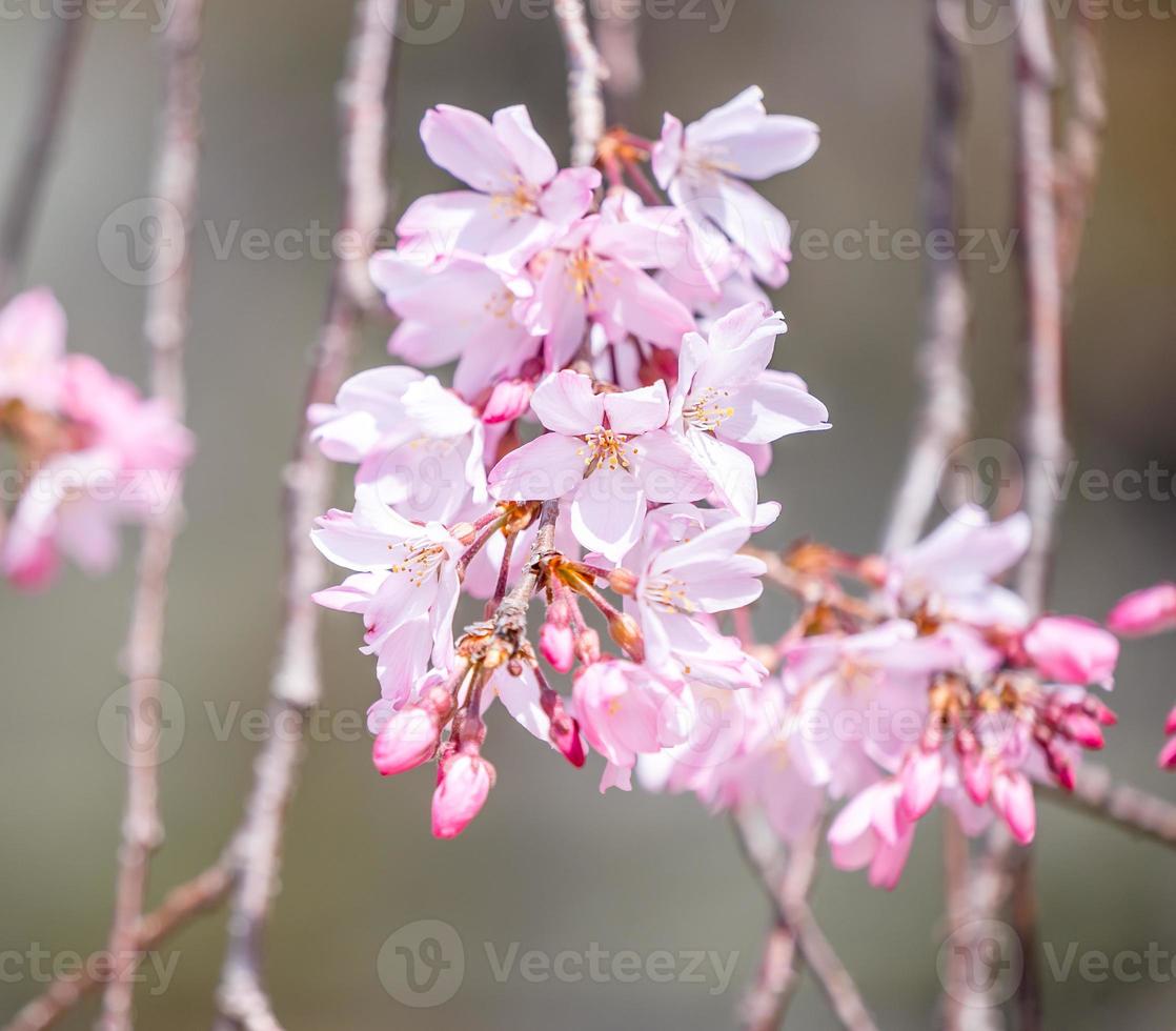 Beautiful cherry blossoms sakura tree bloom in spring in the castle park, copy space, close up, macro. photo