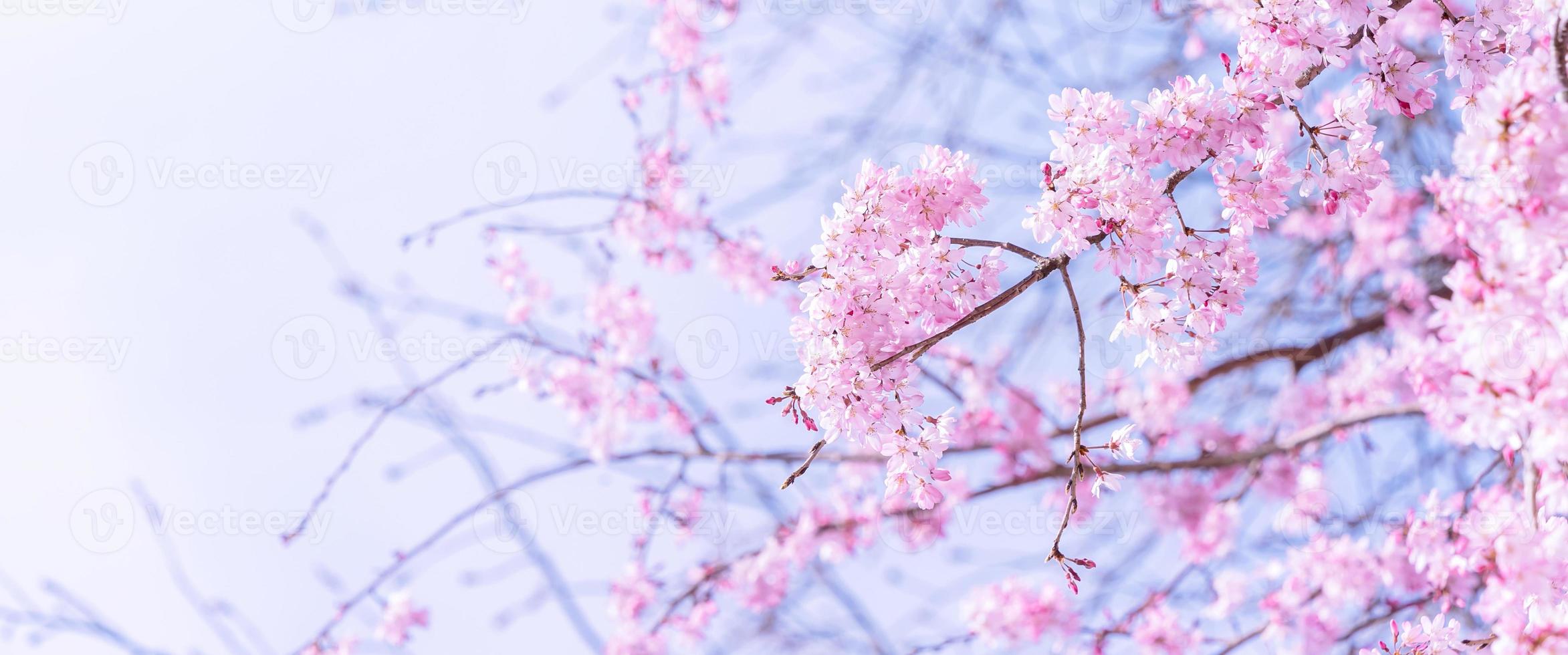 Beautiful cherry blossoms sakura tree bloom in spring in the castle park, copy space, close up, macro. photo