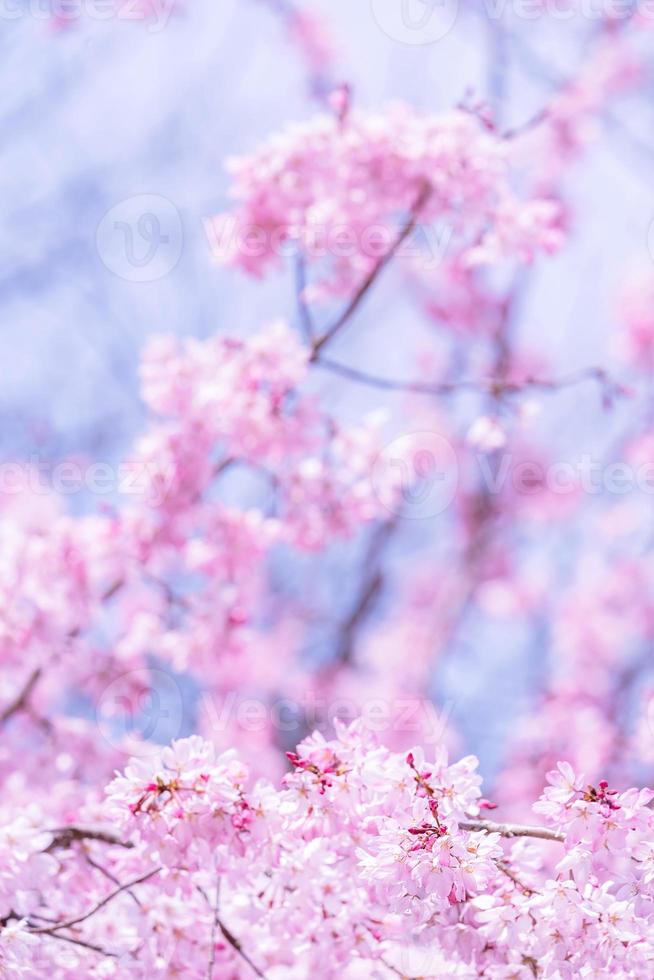 Beautiful cherry blossoms sakura tree bloom in spring in the castle park, copy space, close up, macro. photo