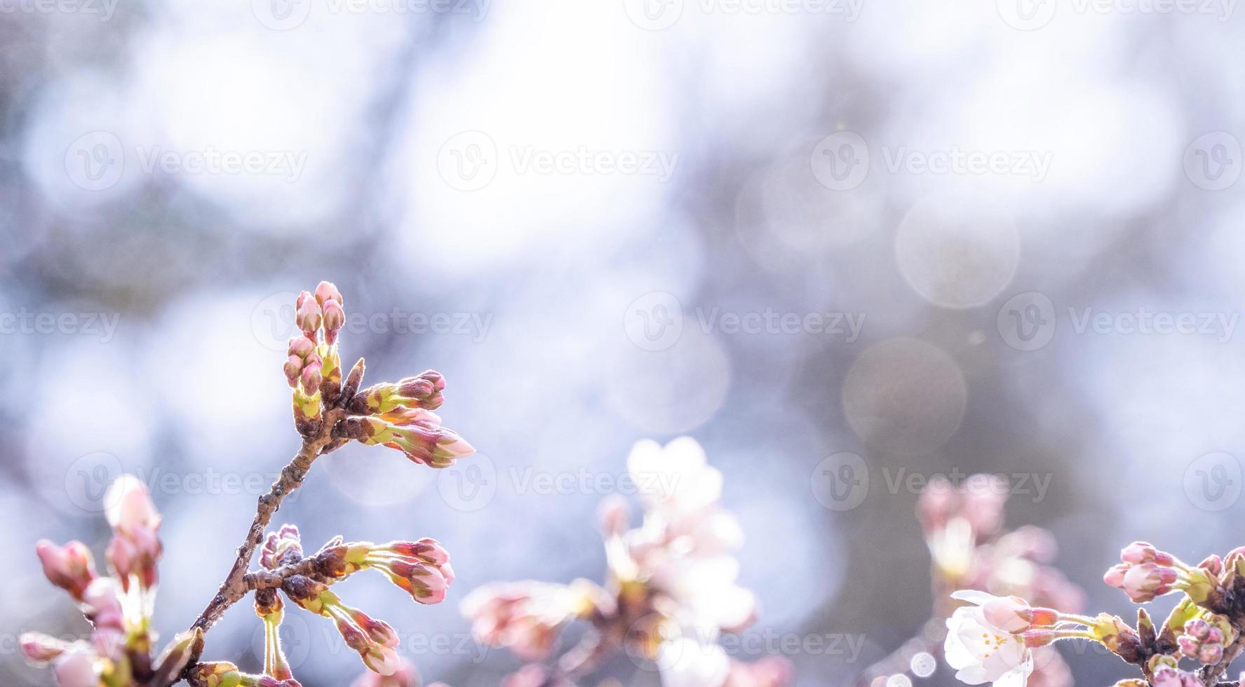 hermosas flores de cerezo yoshino sakura prunus yedoensis árbol florece en primavera en el parque del castillo, copie el espacio, cierre, macro. foto