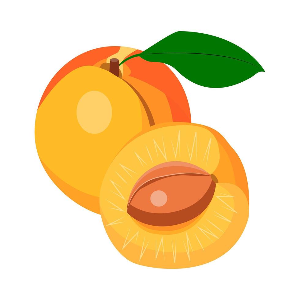 apricot with a leaf, whole and half apricot with a stone vector