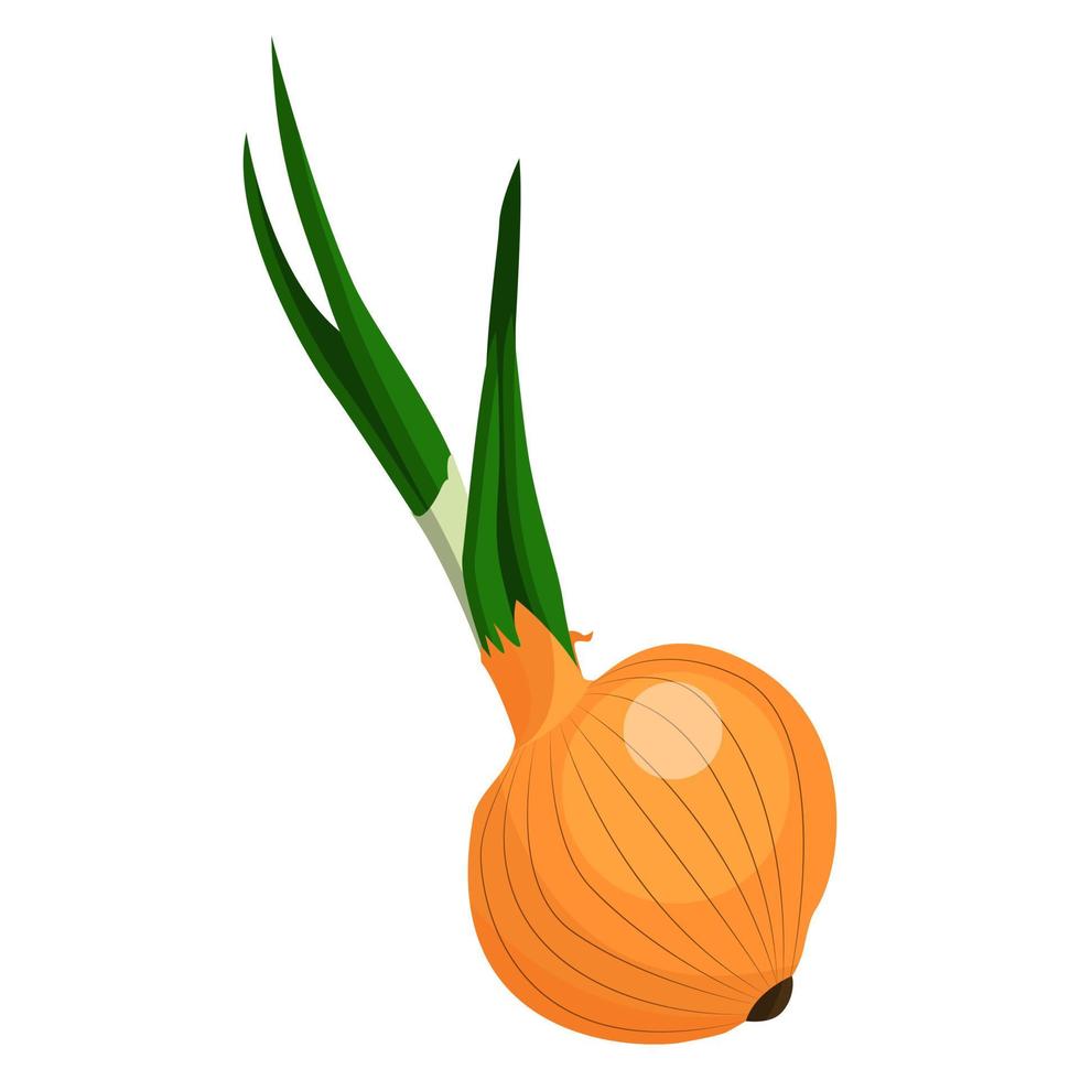 illustration onion with green pods vector