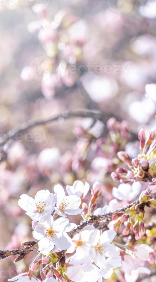 Beautiful yoshino cherry blossoms sakura Prunus  yedoensis tree bloom in spring in the castle park, copy space, close up, macro. photo