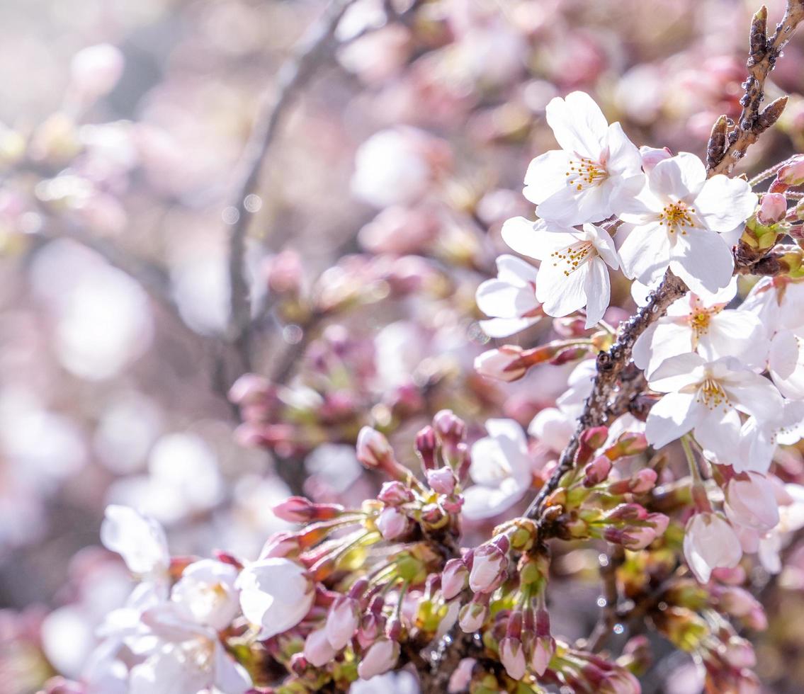 Beautiful yoshino cherry blossoms sakura Prunus  yedoensis tree bloom in spring in the castle park, copy space, close up, macro. photo