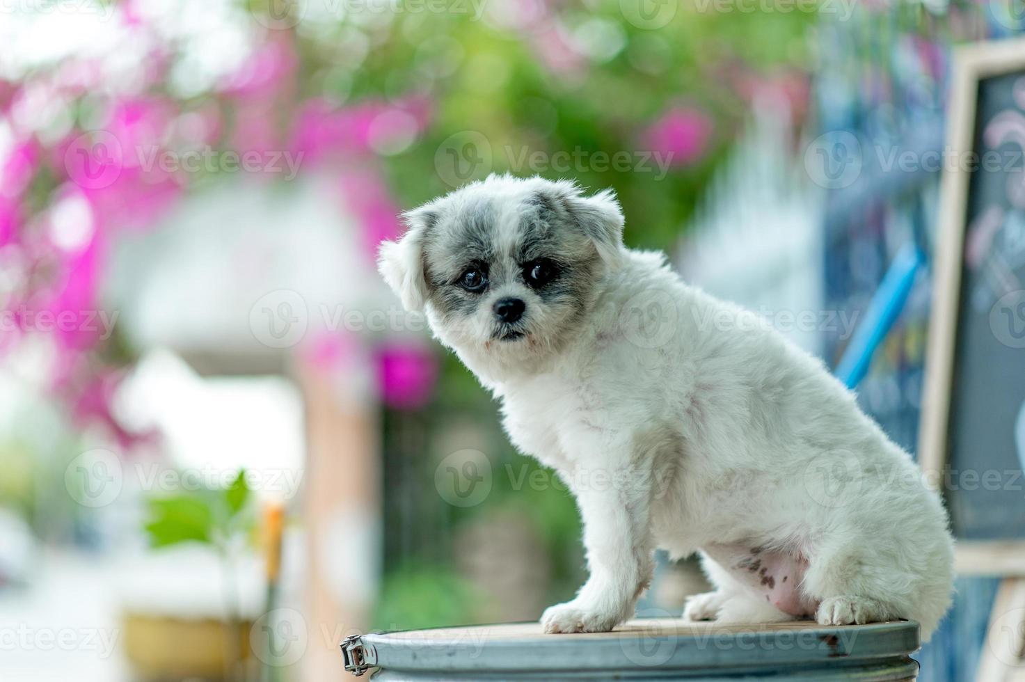 foto de perro blanco, linda sesión de fotos, concepto de perro de amor